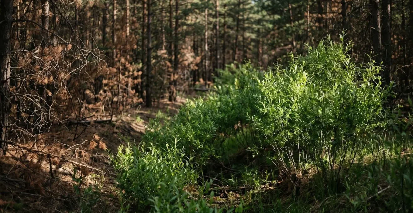 Willow and alder vegetation patterns indicating hidden water sources in boreal forest landscape