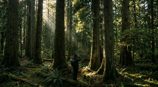Photographer standing under thick forest canopy with dappled sunlight filtering through leaves creating dramatic light pockets