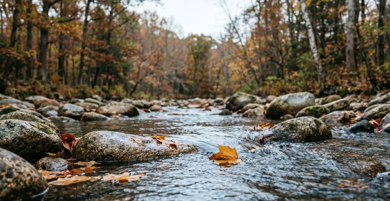 Gentle stream flowing over smooth river stones with autumn leaves drifting, exemplifying soft fascination in natural environment