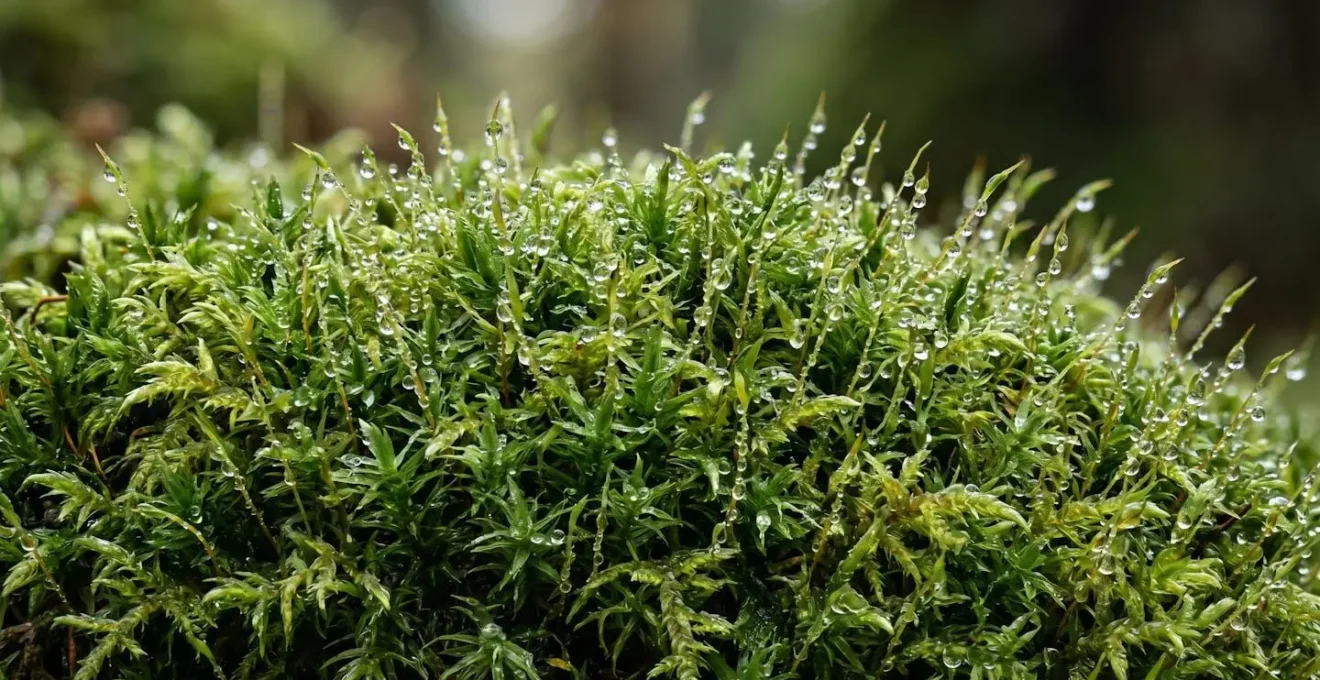 Close-up macro view of forest moss texture showing extreme detail and clarity achieved through image stacking technique