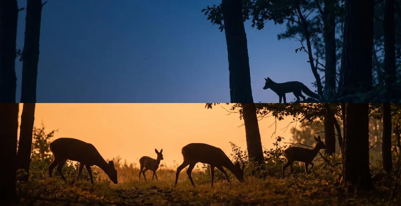 Wildlife activity at golden hour showing predator and prey movement patterns during crepuscular period
